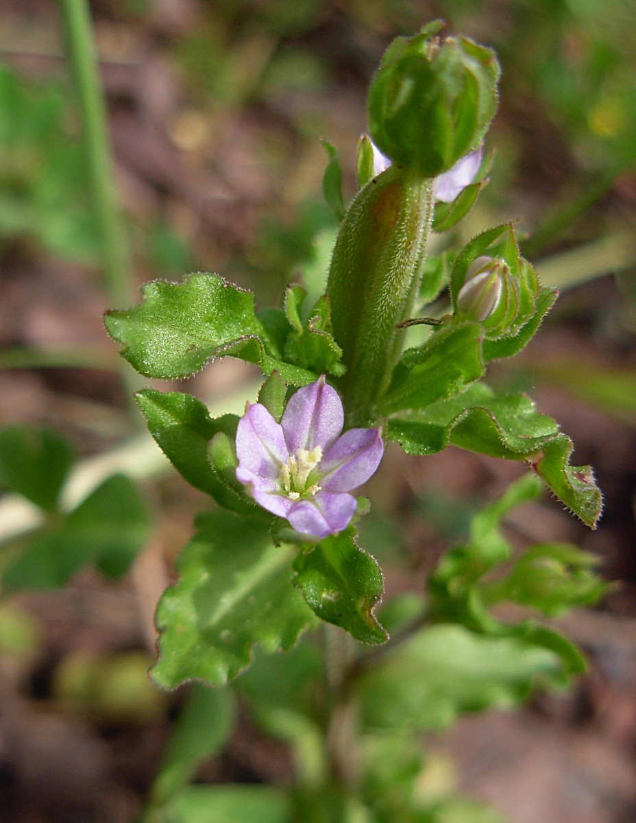 Legousia hybrida / Specchio di Venere ondulato